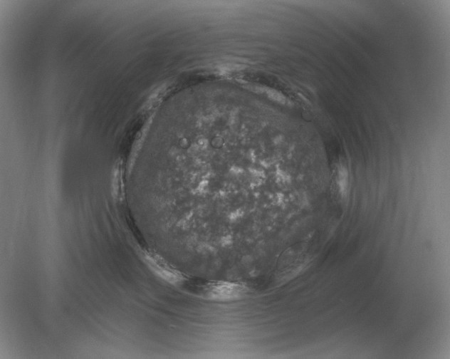 X0000078870527200611271304