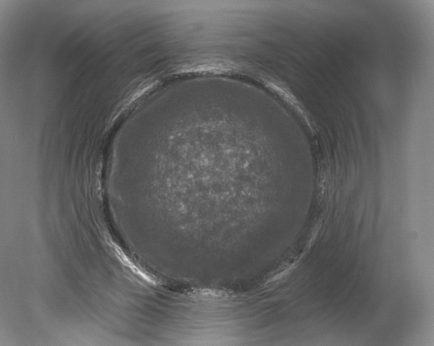 X0000078870585200611271303