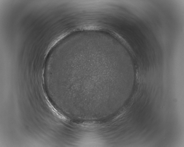 X0000078870725200611271300