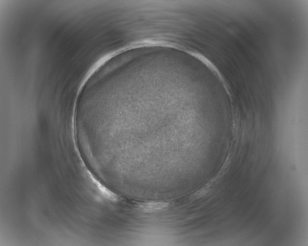 X0000078871294200611271251