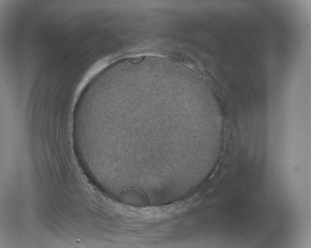 X0000078870006200612042010