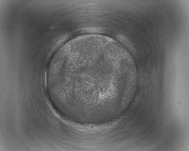 X0000078870014200612042010