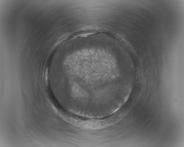 X0000078870024200612042010