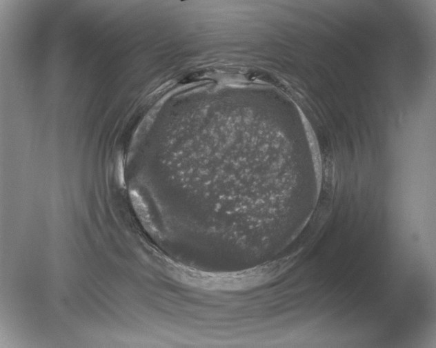 X0000078870046200612042009