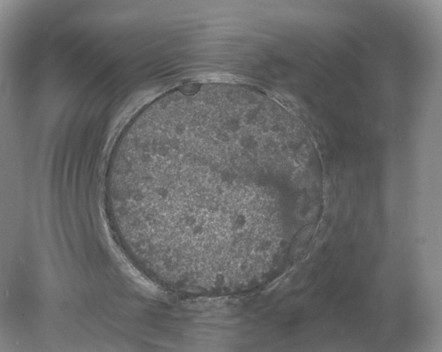 X0000078870049200612042008