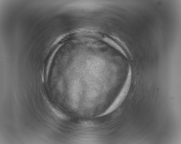 X0000078870062200612042009