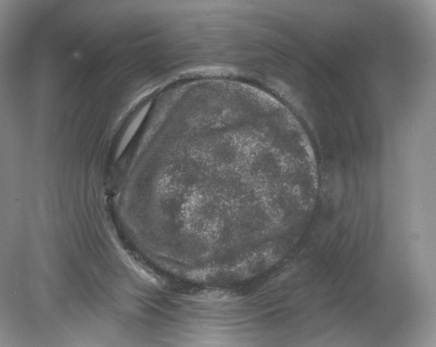 X0000078870063200612042009