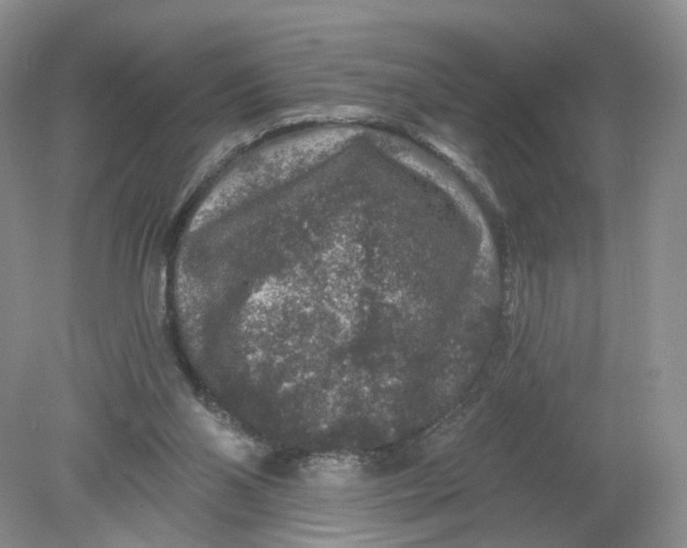 X0000078870110200612042008