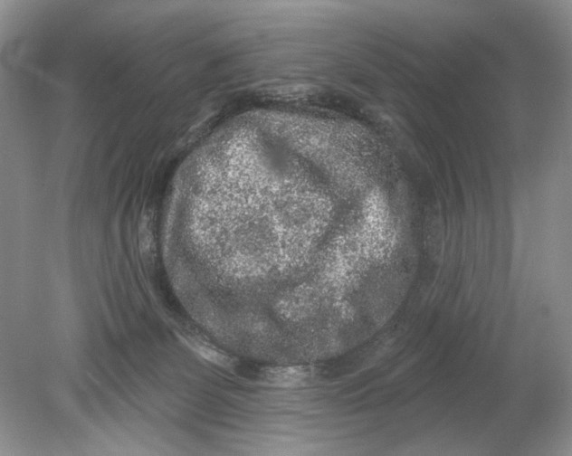 X0000078870131200612042008