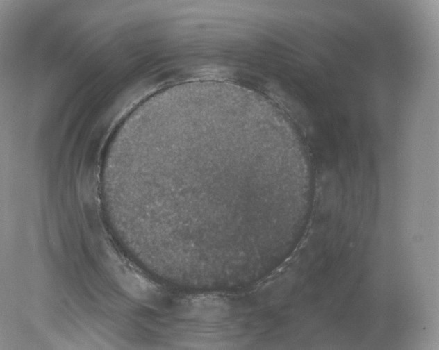 X0000078870146200612042007