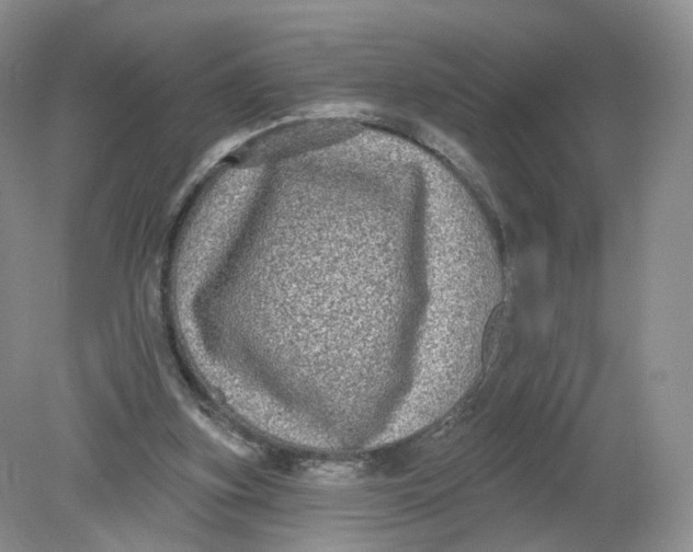 X0000078870155200612042007