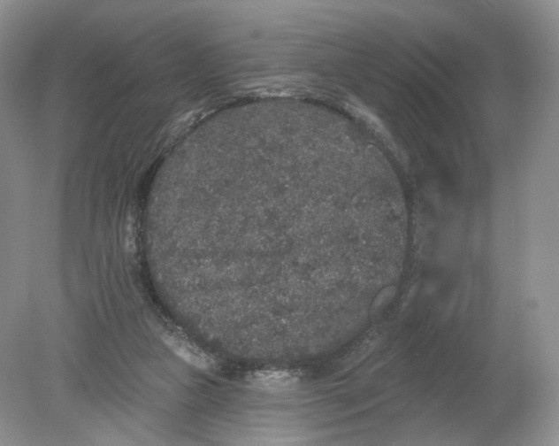 X0000078870161200612042007