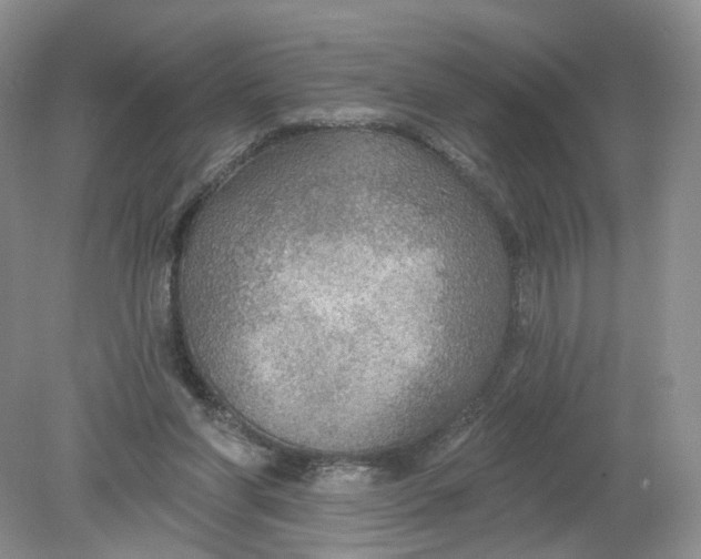 X0000078870206200612042007