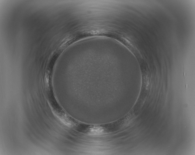 X0000078870214200612042006