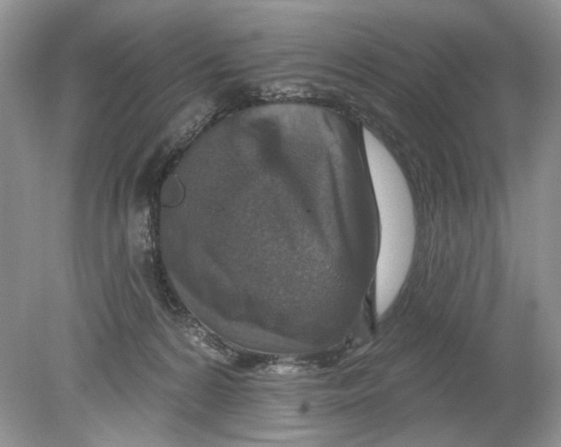 X0000078870224200612042006