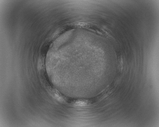 X0000078870236200612042006