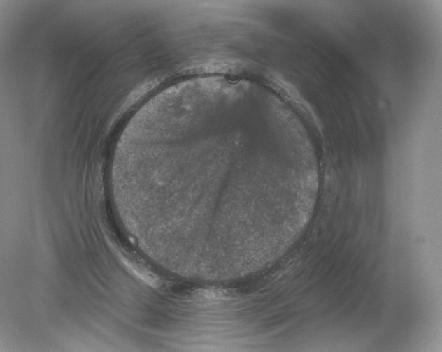 X0000078870250200612042005