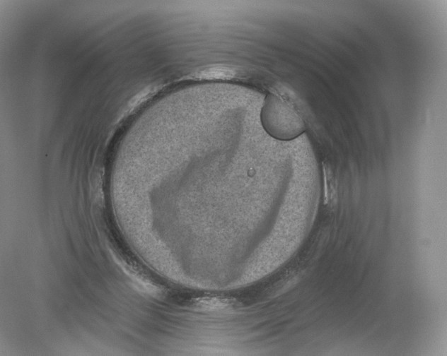 X0000078870300200612042005