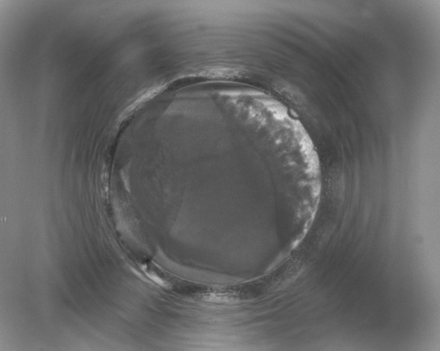 X0000078870303200612042005