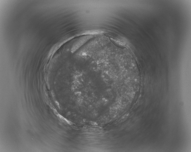 X0000078870337200612042004