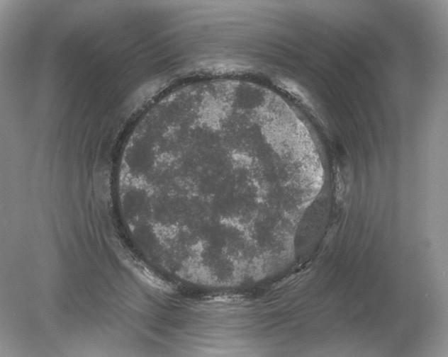 X0000078870447200612042002