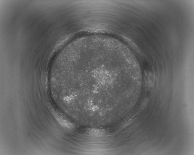 X0000078870494200612042002