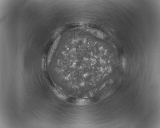 X0000078870527200612042001