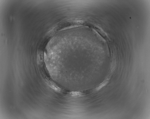 X0000078870528200612042001