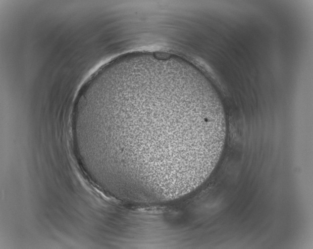 X0000078870532200612042000