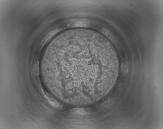 X0000078870534200612042000