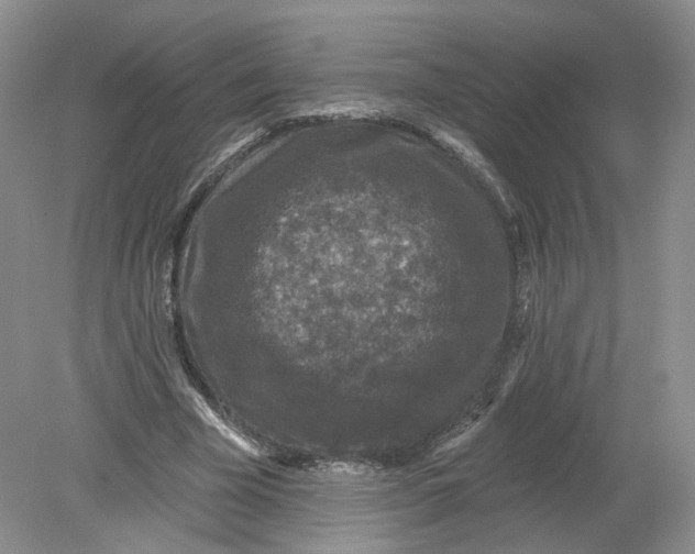 X0000078870585200612042000