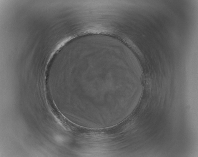 X0000078870626200612041959