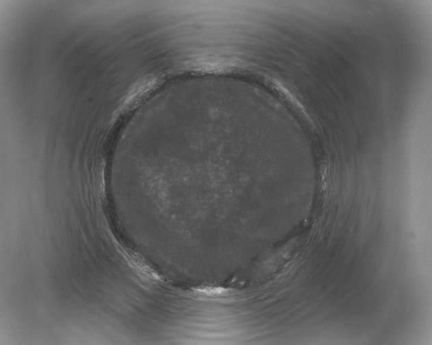 X0000078870685200612041958