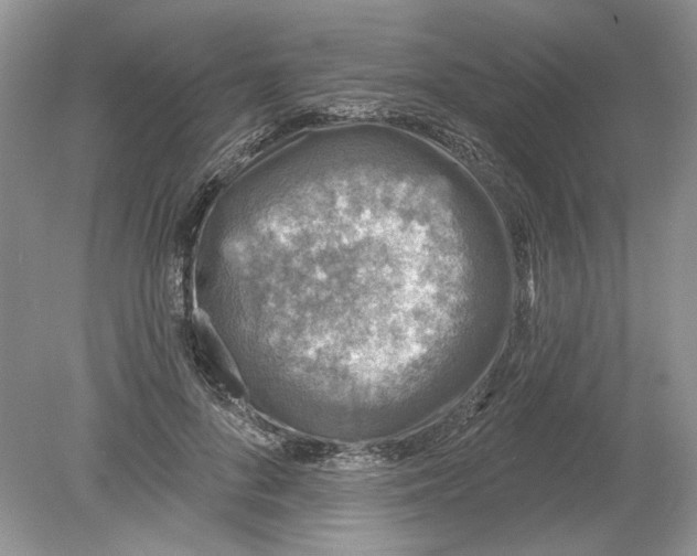 X0000078870696200612041958