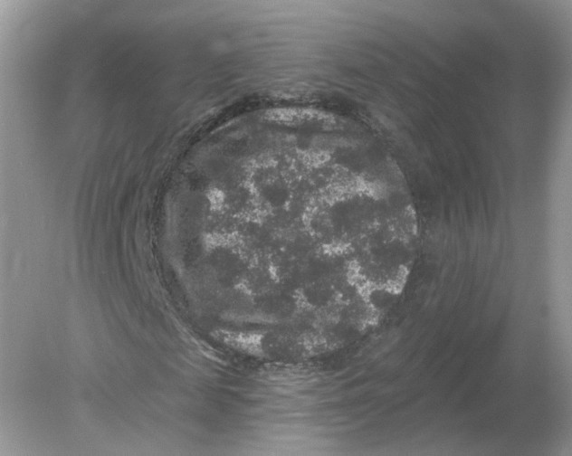 X0000078870817200612041955