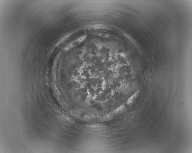 X0000078870823200612041956