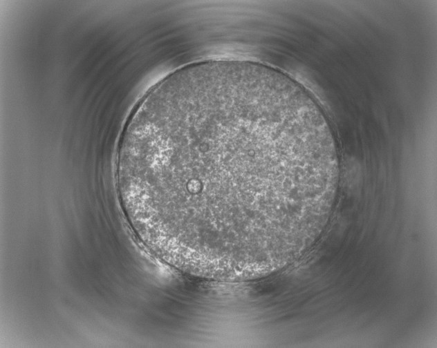 X0000078870856200612041956