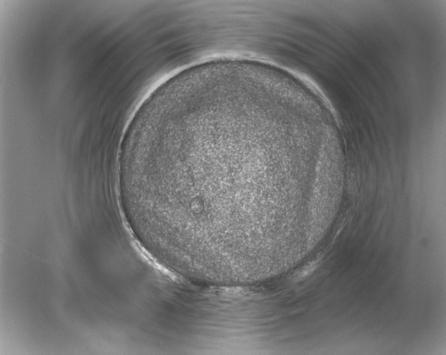 X0000078870903200612041955