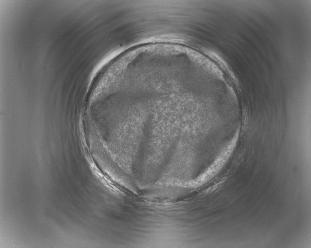 X0000078870952200612041954