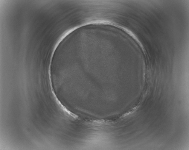 X0000078870959200612041955