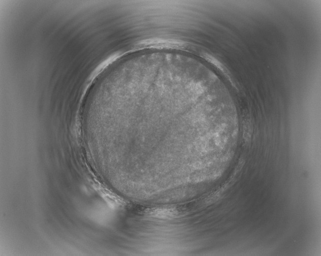 X0000078871074200612041952