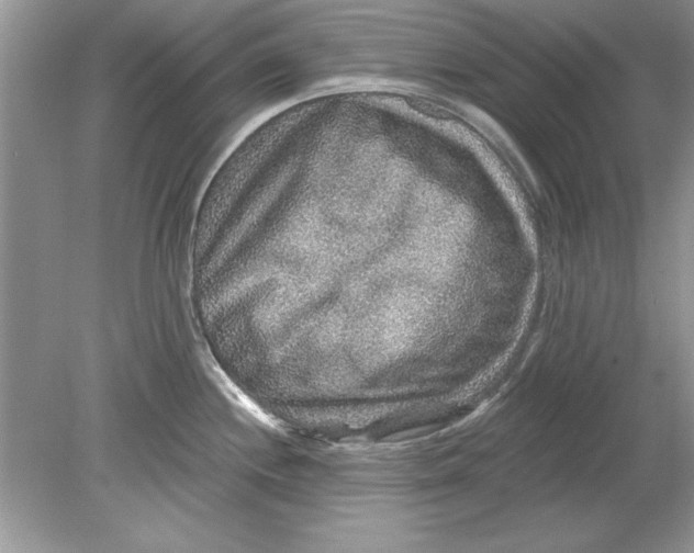 X0000078871244200612041950