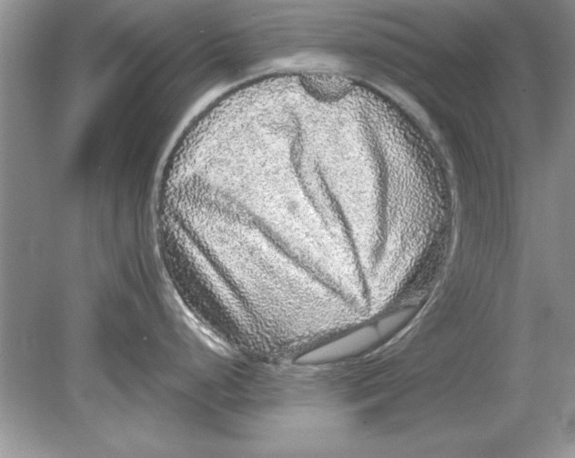 X0000078871248200612041950