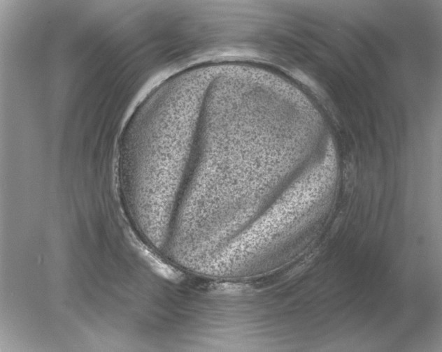 X0000078871374200612041947