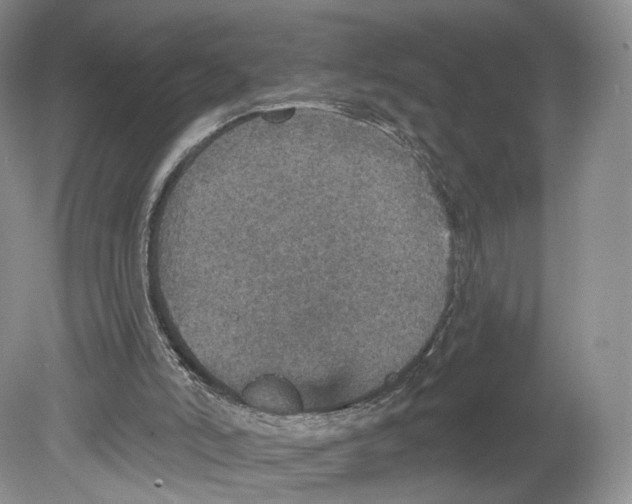 X0000078870006200612111725