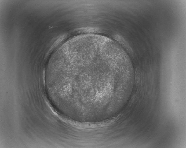 X0000078870014200612111725