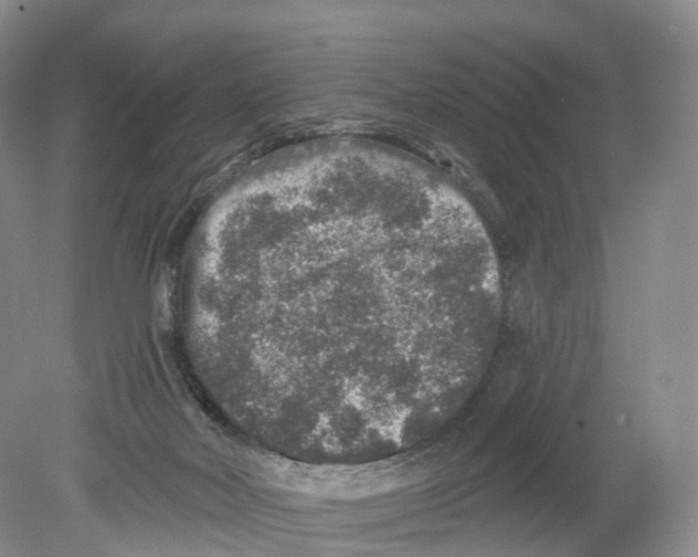 X0000078870026200612111725