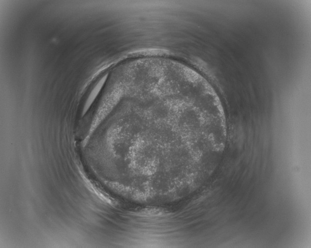 X0000078870063200612111724