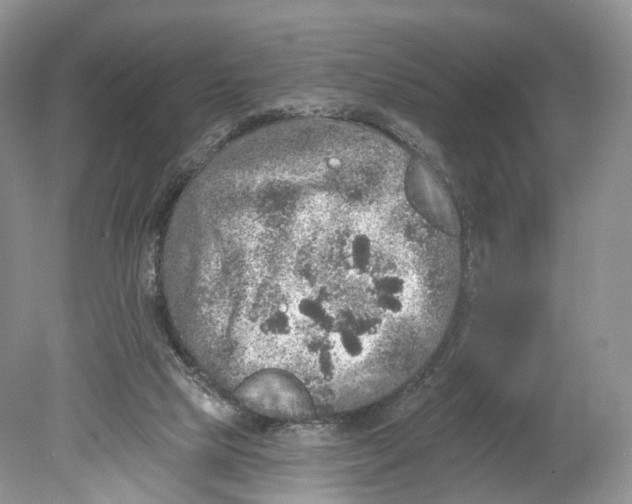 X0000078870065200612111724