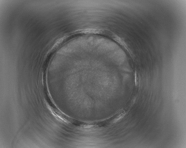 X0000078870205200612111722